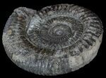 Dactylioceras Ammonite Fossil - England #52637-1